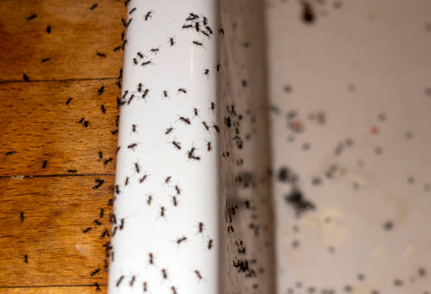 Best Wasp Removal Services  in Lake Barcroft, VA